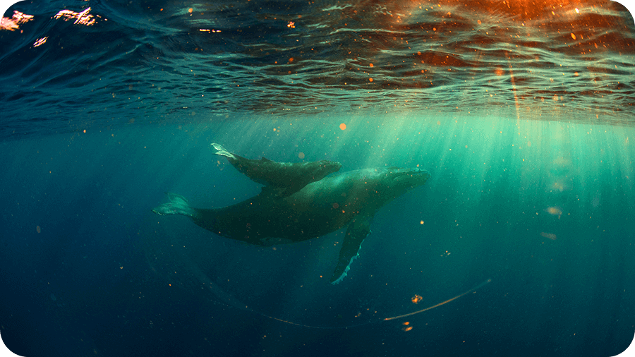 4 Blue Natural Capital