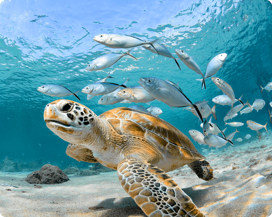 Image of a sea turtle swimming, surrounded by fish
