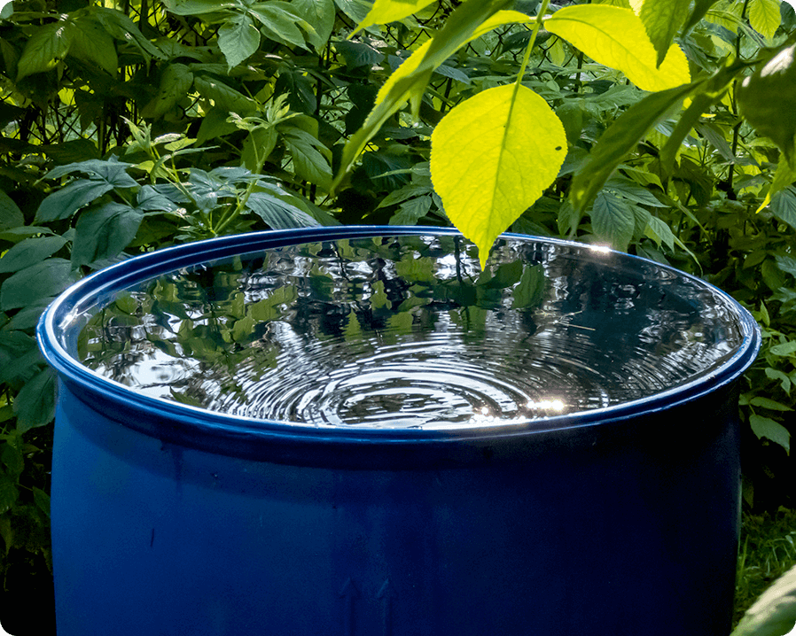 A plant with a large pot of water next to it