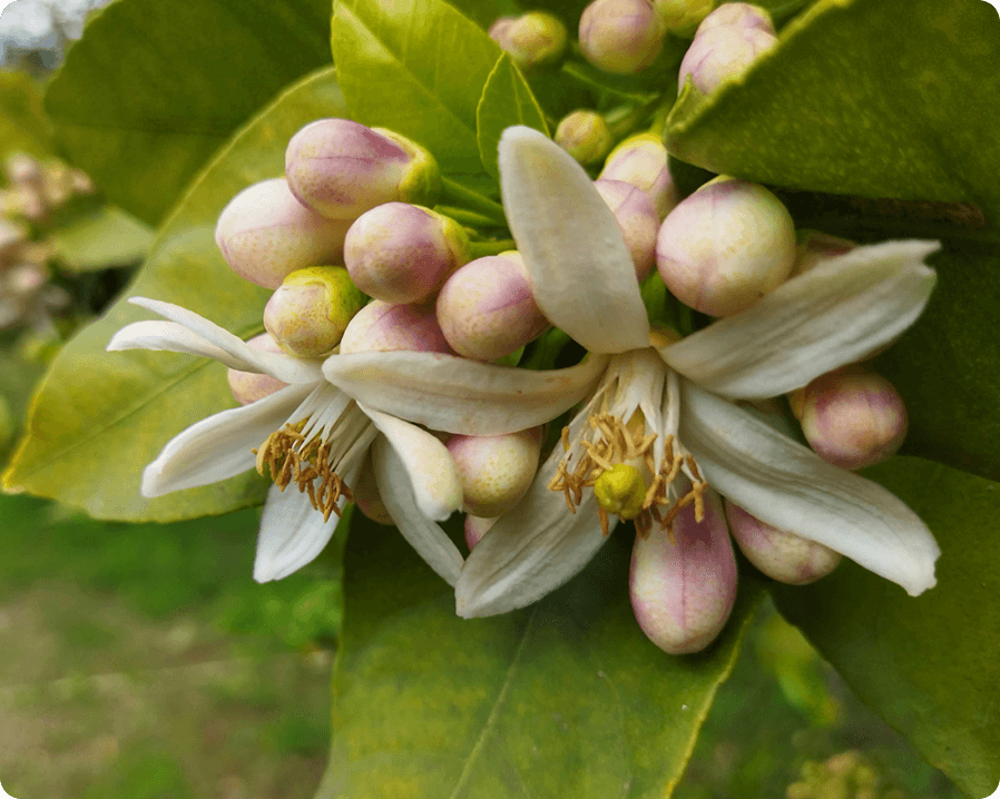 Close-up image of a plant