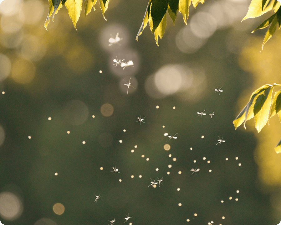Image of a group of mosquitoes flying in the air