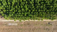 Overview shot of a tree farm, with lower half showing recently harvested lumber plots.