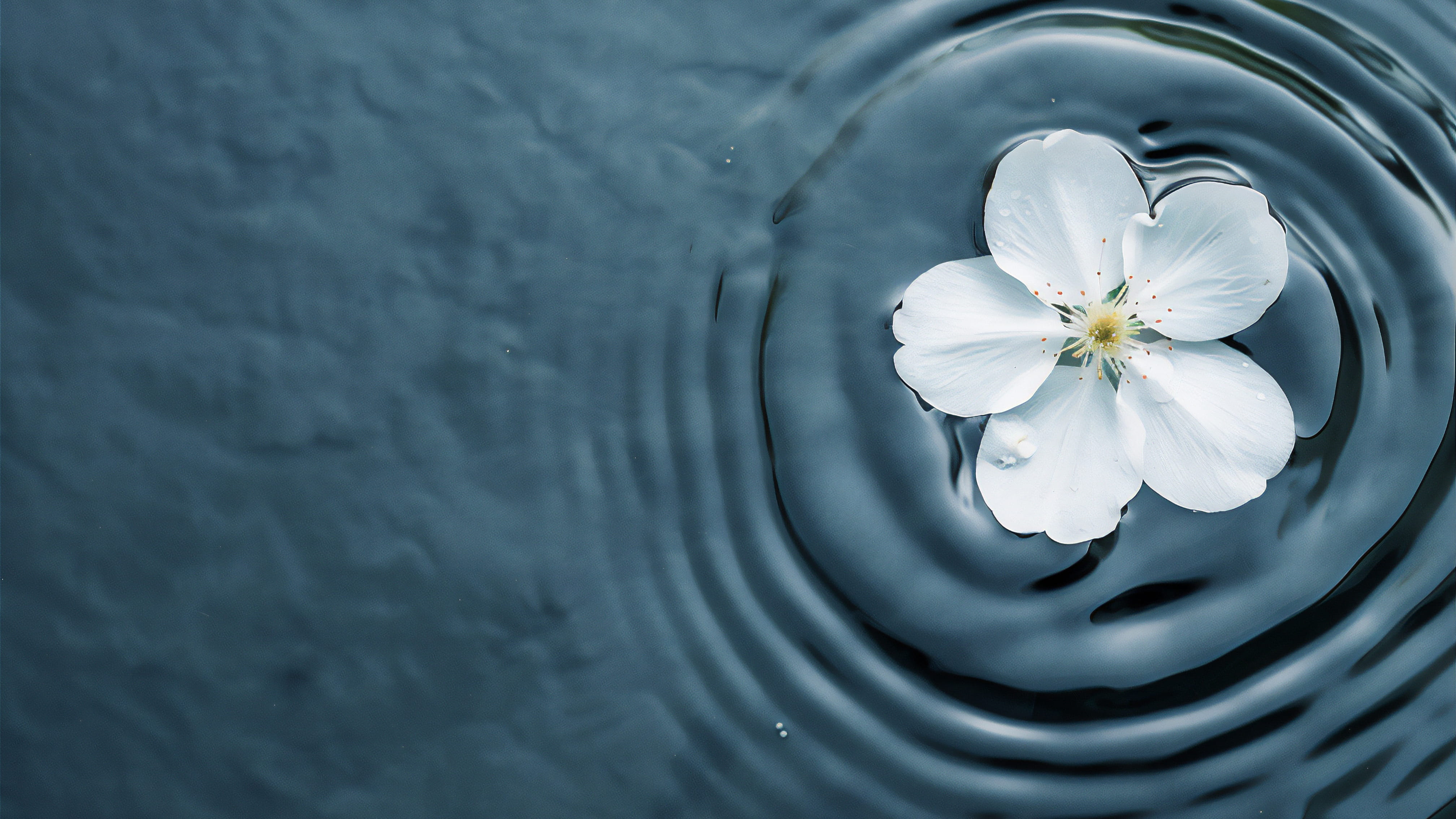 white-flower-floating-in-water