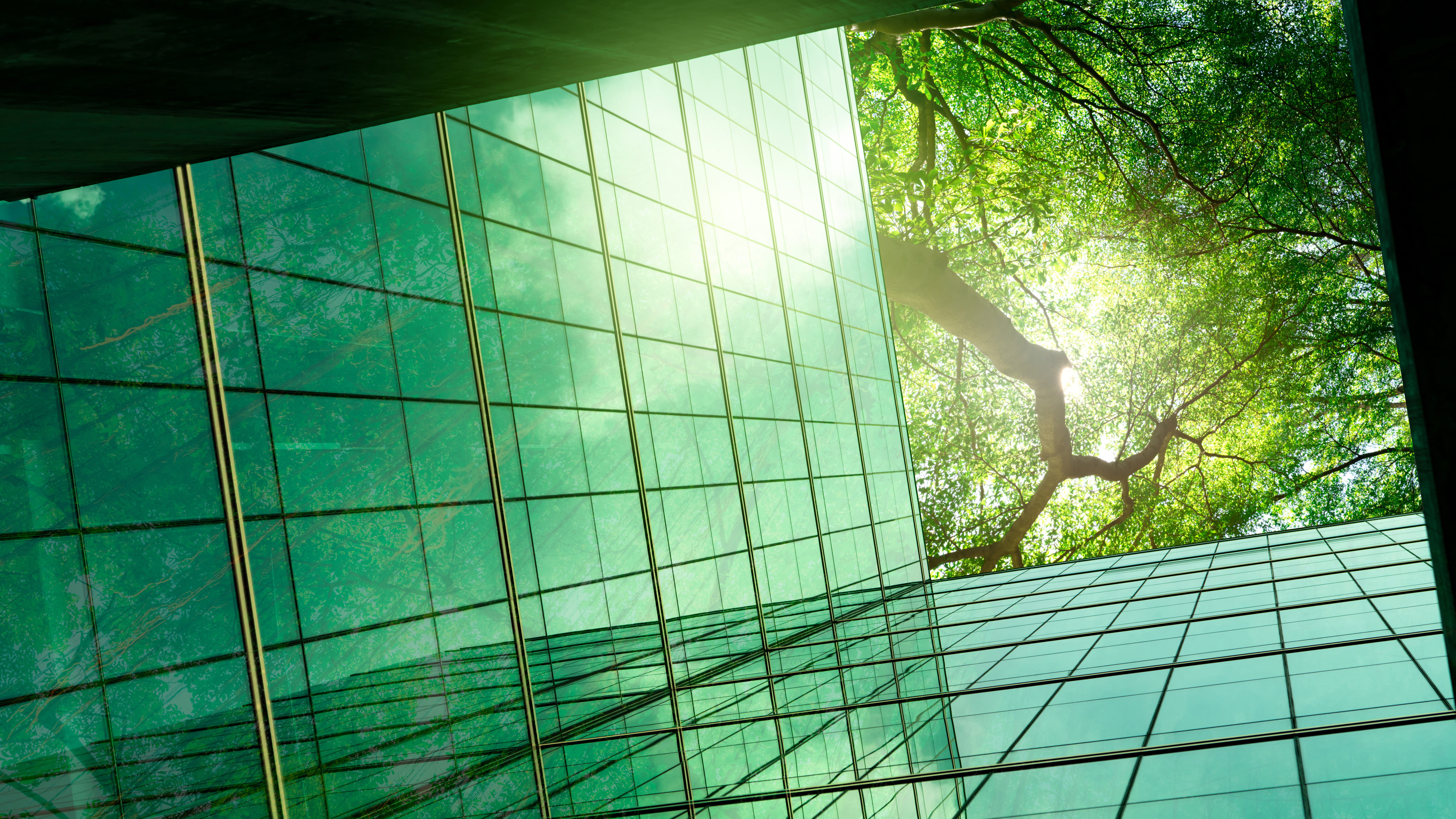 view-of-trees-looking-up-from-building