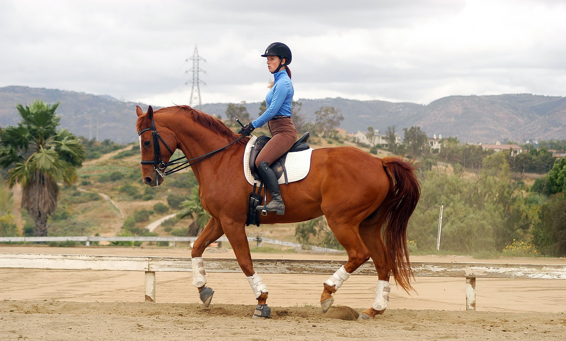 stephanie-bedford-riding-horse