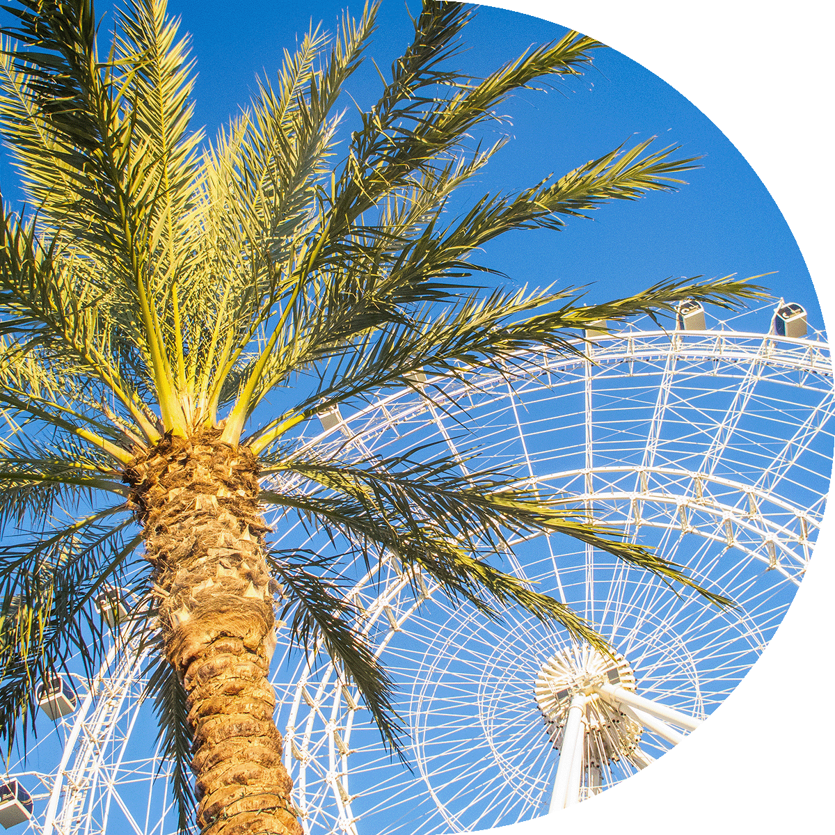 Orlando Palm Tree