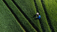 people in field