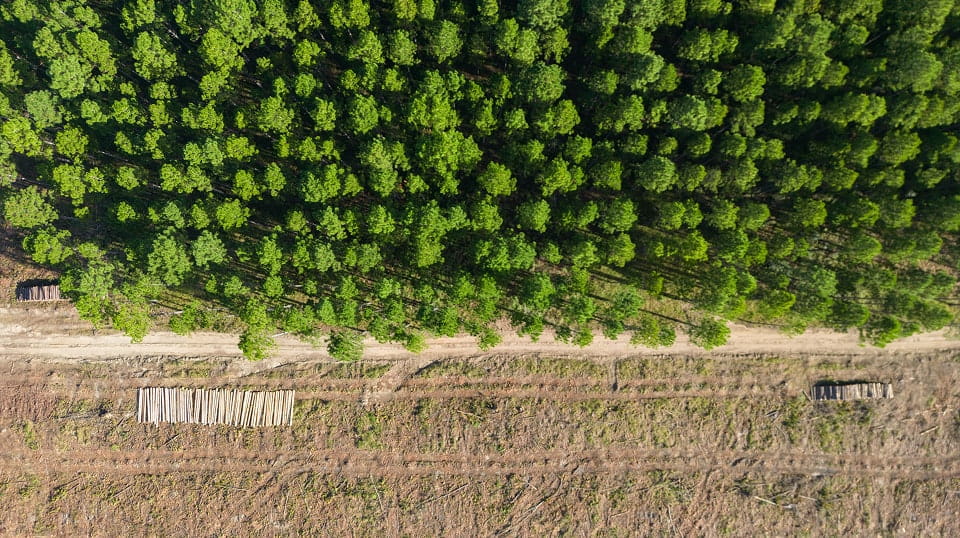 Overview shot of a tree farm, with lower half showing recently harvested lumber plots.