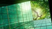view-of-trees-looking-up-from-building