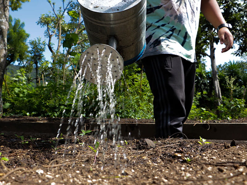 Creating Resilient Communities: Pouring watering can