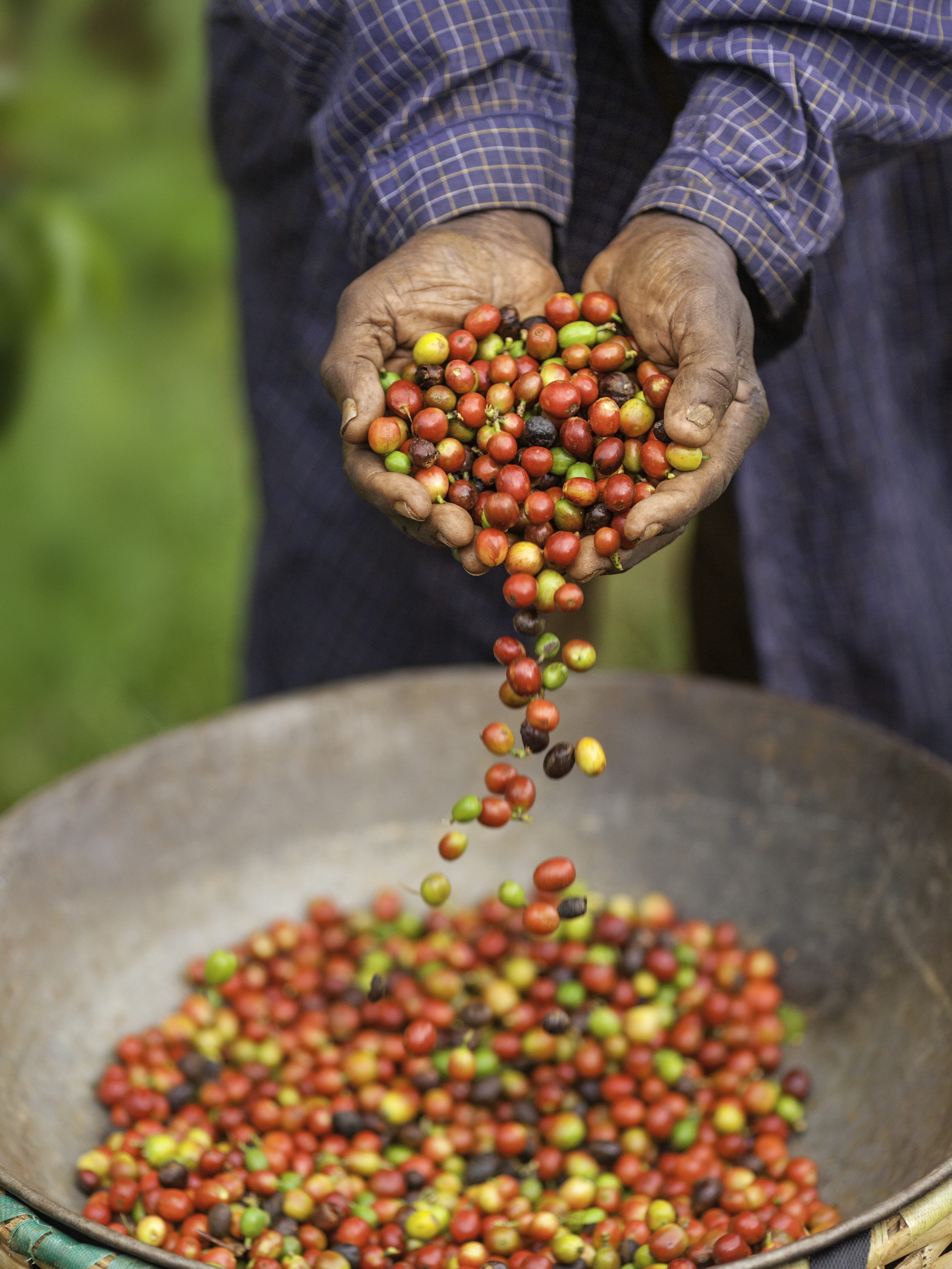 Hours-for-Impact-Co-Shamba-Fruit
