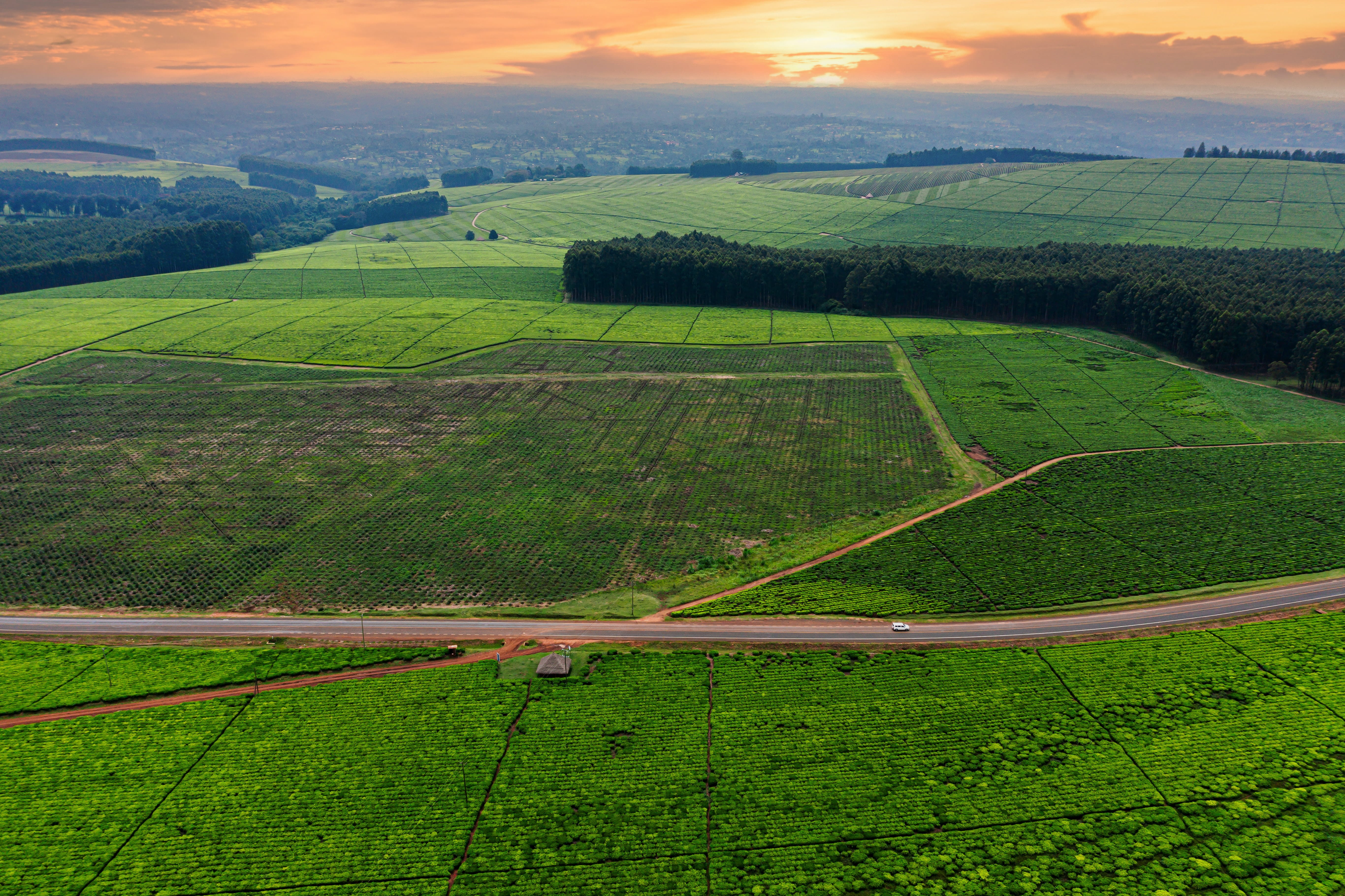 Hours-for-Impact-Co-Shamba-Open-Green-Field