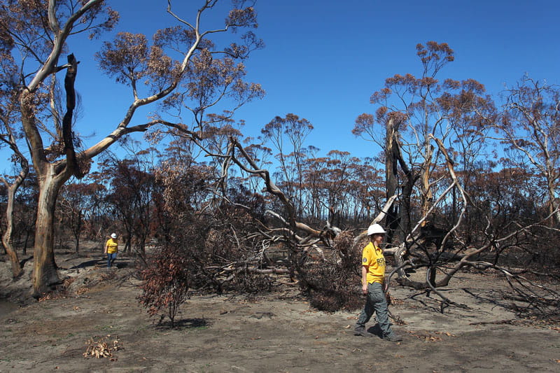 50 MIP 11 Kangaroo Island Construction Worker in Forest