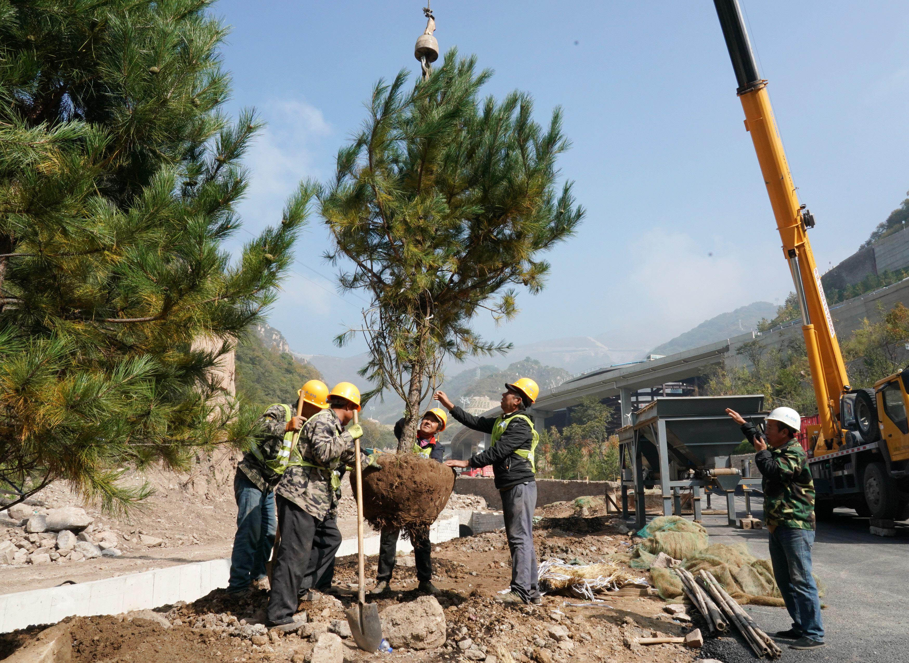 More than 20,000 plants and trees were moved, instead of cleared, for the Beijing 2022 venues