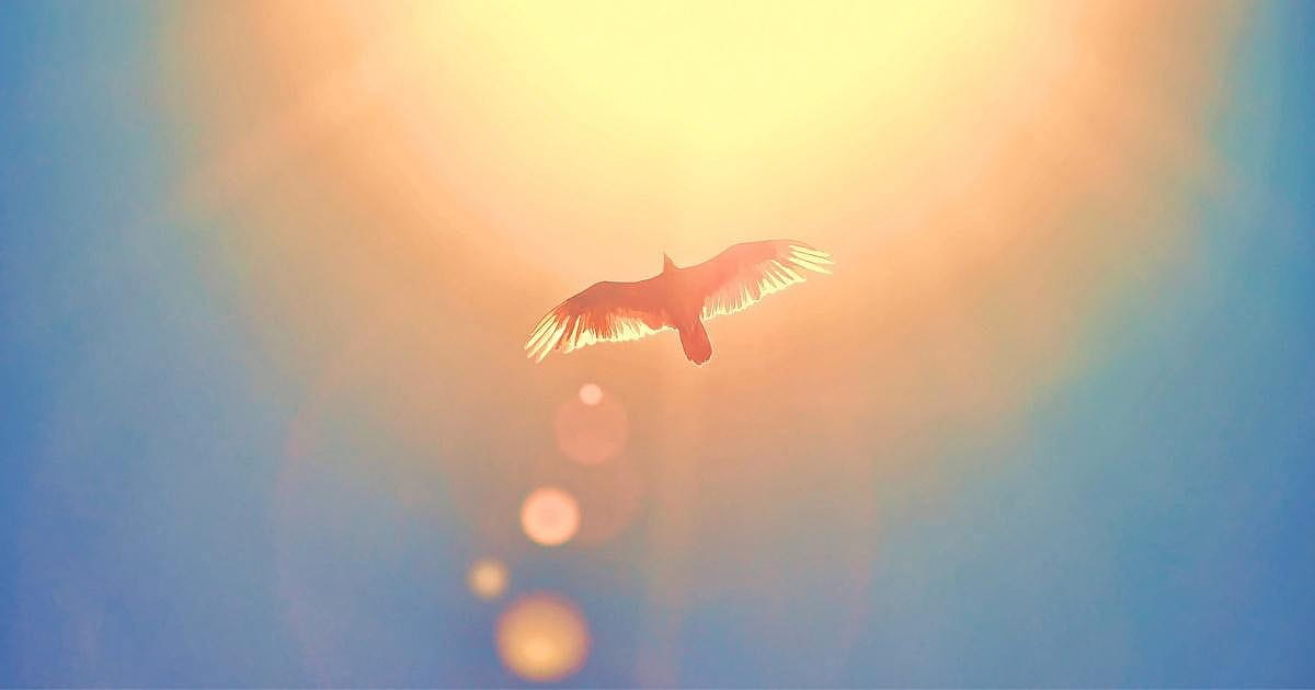 bird-flying-up-to-sun