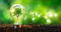 lightbulb-with-tree-inside-of-it
